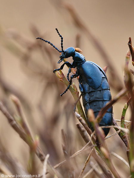 Aiuto identificazione: Meloe violaceus